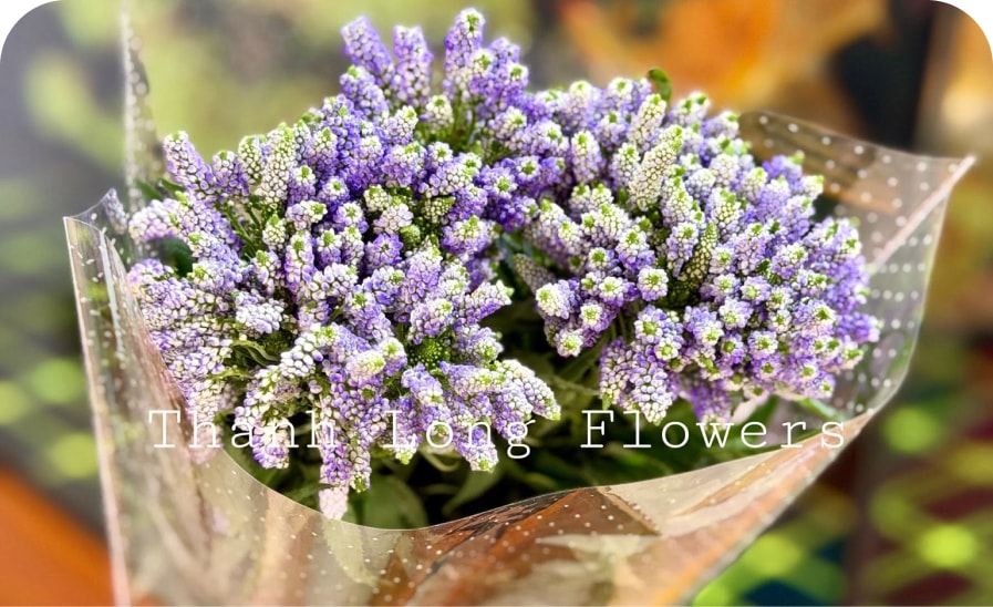 Bình hoa lavender